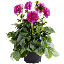 Dahlia Hybrid Ø21 cm